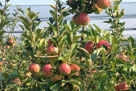 apple orchard