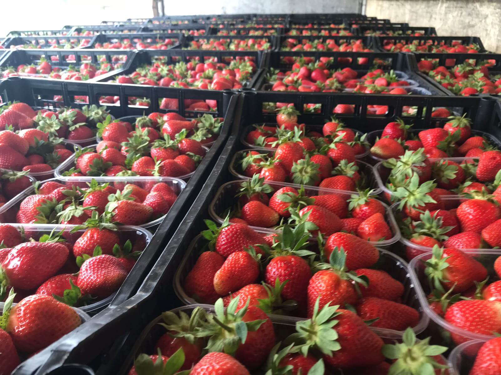 Strawberries production