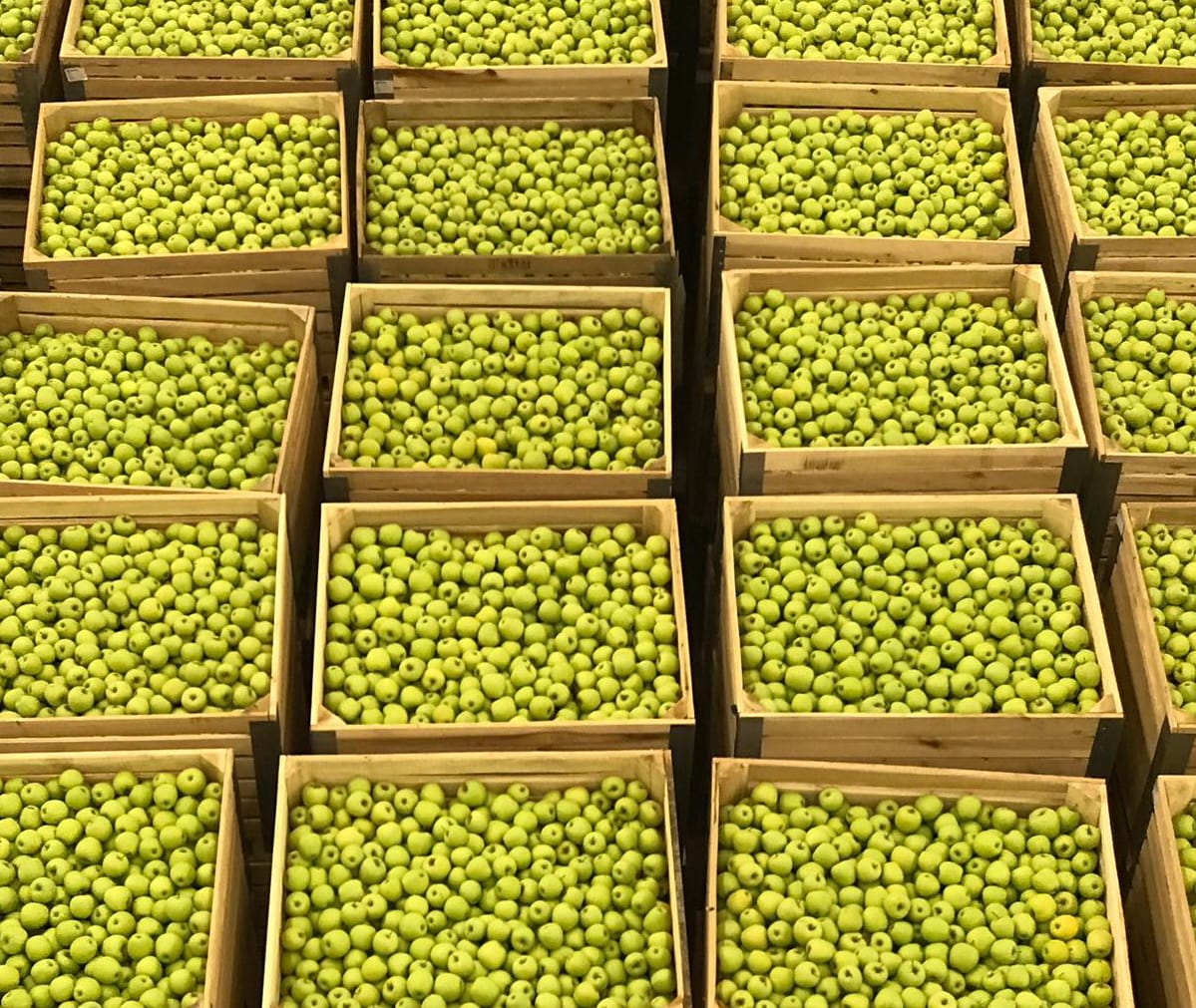 Apples production