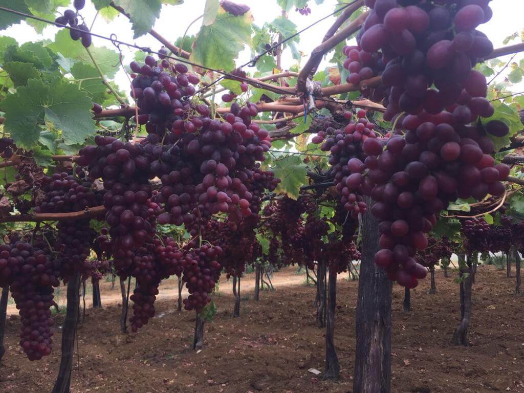 Grapes production